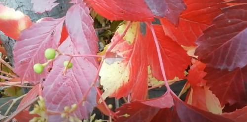 Виноград в ландшафтном дизайне. Какие сорта винограда подойдут для украшения участка 02 Виноград в ландшафтном дизайне. Какие сорта винограда подойдут для украшения участка 02