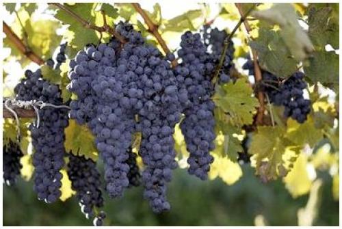 Виноград в ландшафтном дизайне. Какие сорта винограда подойдут для украшения участка 18 Виноград в ландшафтном дизайне. Какие сорта винограда подойдут для украшения участка 18