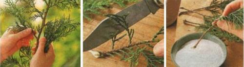 Когда сажать туи весной. Посадка туи в открытый грунт, уход: полив, обрезка, защита от вредителей и болезней, размножение