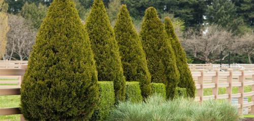 Когда сажать туи весной. Посадка туи в открытый грунт, уход: полив, обрезка, защита от вредителей и болезней, размножение