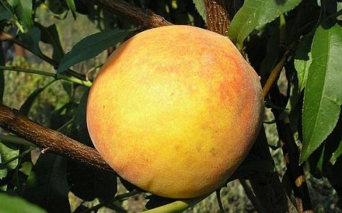 Плюсы и минусы персика донецкий. Описание 07