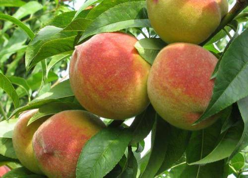 Плюсы и минусы персика донецкий. Описание 03