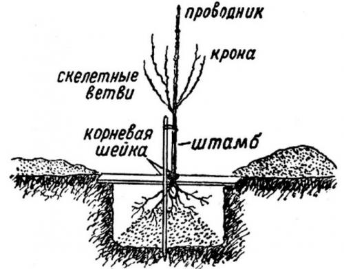 Плюсы и минусы персика донецкий. Описание 02