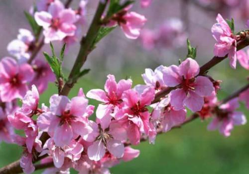 Плюсы и минусы персика донецкий. Описание 01