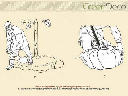 Как обеспечить правильную посадку крупномеров на участке