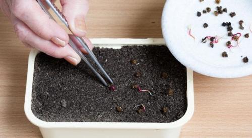 Посадка свеклы на рассаду. Когда сажать свеклу в 2023 году на рассаду и в открытый грунт 07