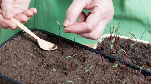 Пересадка свеклы рассадой. Все о рассаде свеклы