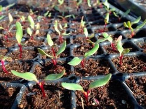 Посадка свеклы на рассаду. Когда сажать свеклу в 2023 году на рассаду и в открытый грунт 02