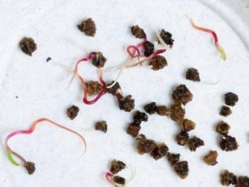 Посадка свеклы на рассаду. Когда сажать свеклу в 2023 году на рассаду и в открытый грунт 05