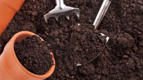 Посадка свеклы на рассаду. Когда сажать свеклу в 2023 году на рассаду и в открытый грунт 06