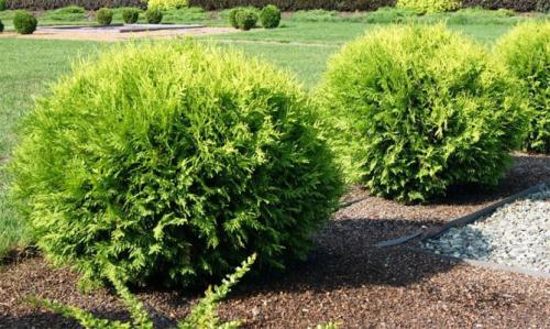 Туя: посадка и уход в открытом грунте. Посадка туи в открытый грунт, уход: полив, обрезка, защита от вредителей и болезней, размножение