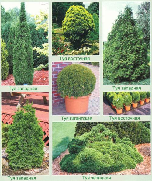 Туя: посадка и уход в открытом грунте. Посадка туи в открытый грунт, уход: полив, обрезка, защита от вредителей и болезней, размножение