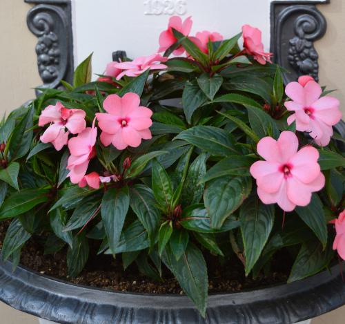 Бальзамин, как выглядит. Бальзамин