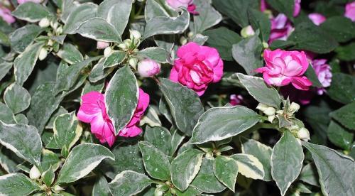 Бальзамин садовый зимовка. Бальзамин, как вырастить летом и сохранить зимой 03 Бальзамин садовый зимовка. Бальзамин, как вырастить летом и сохранить зимой 03