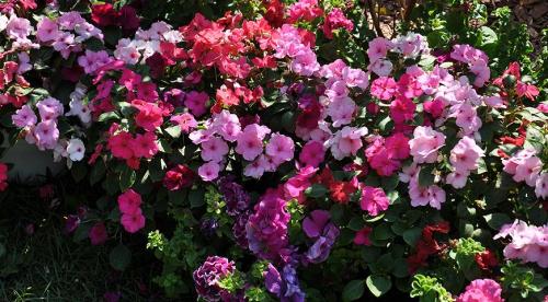 Бальзамин садовый зимовка. Бальзамин, как вырастить летом и сохранить зимой 08 Бальзамин садовый зимовка. Бальзамин, как вырастить летом и сохранить зимой 08