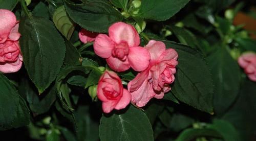 Бальзамин садовый зимовка. Бальзамин, как вырастить летом и сохранить зимой 06 Бальзамин садовый зимовка. Бальзамин, как вырастить летом и сохранить зимой 06