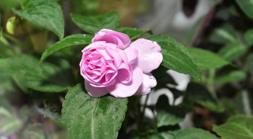 Бальзамин садовый зимовка. Бальзамин, как вырастить летом и сохранить зимой 07 Бальзамин садовый зимовка. Бальзамин, как вырастить летом и сохранить зимой 07