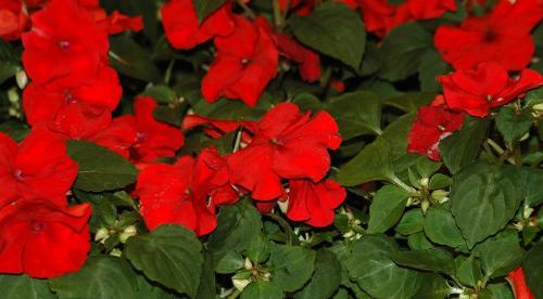 Бальзамин садовый зимовка. Бальзамин, как вырастить летом и сохранить зимой 04 Бальзамин садовый зимовка. Бальзамин, как вырастить летом и сохранить зимой 04