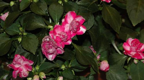 Бальзамин садовый зимовка. Бальзамин, как вырастить летом и сохранить зимой 05 Бальзамин садовый зимовка. Бальзамин, как вырастить летом и сохранить зимой 05