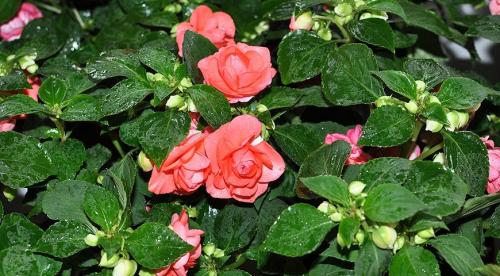 Бальзамин садовый зимовка. Бальзамин, как вырастить летом и сохранить зимой 01