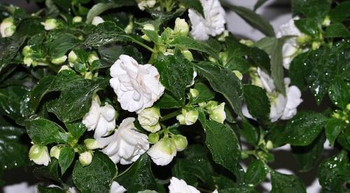 Бальзамин садовый зимовка. Бальзамин, как вырастить летом и сохранить зимой 02 Бальзамин садовый зимовка. Бальзамин, как вырастить летом и сохранить зимой 02