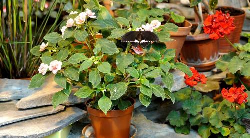 Бальзамин садовый зимовка. Бальзамин, как вырастить летом и сохранить зимой 09 Бальзамин садовый зимовка. Бальзамин, как вырастить летом и сохранить зимой 09