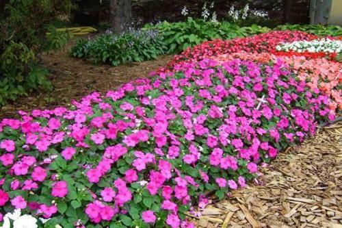 Бальзамин садовый размножение. Посадка, уход и способы размножения бальзамина садового