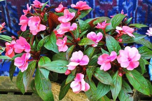 Бальзамин садовый размножение. Посадка, уход и способы размножения бальзамина садового