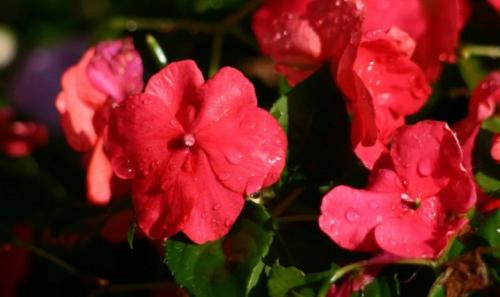 Бальзамин садовый зимовка. Бальзамин, как вырастить летом и сохранить зимой 20 Бальзамин садовый зимовка. Бальзамин, как вырастить летом и сохранить зимой 20