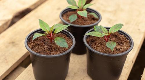 Бальзамин садовый зимовка. Бальзамин, как вырастить летом и сохранить зимой 10 Бальзамин садовый зимовка. Бальзамин, как вырастить летом и сохранить зимой 10