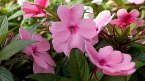 Бальзамин уоллера в саду. Бальзамин Уоллера: описание, сорта, тонкости ухода