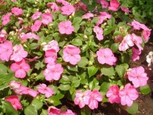 Бальзамин садовый зимовка. Бальзамин, как вырастить летом и сохранить зимой 21 Бальзамин садовый зимовка. Бальзамин, как вырастить летом и сохранить зимой 21