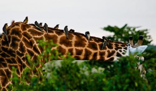Сколько всего живых организмов на земле. Сколько видов живых организмов на Земле?