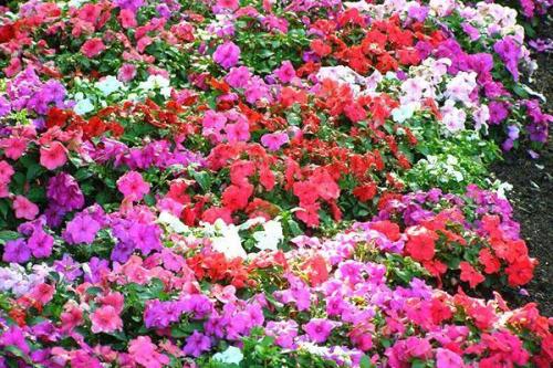 Бальзамин садовый размножение. Посадка, уход и способы размножения бальзамина садового