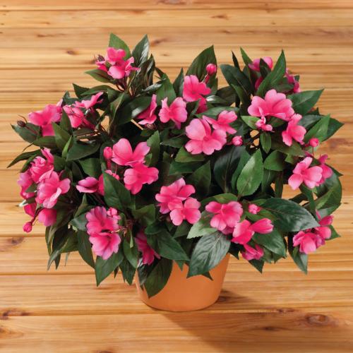 Бальзамин, как выглядит. Бальзамин