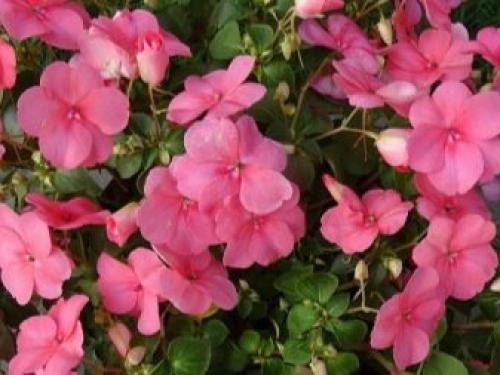 Бальзамин садовый зимовка. Бальзамин, как вырастить летом и сохранить зимой 22 Бальзамин садовый зимовка. Бальзамин, как вырастить летом и сохранить зимой 22