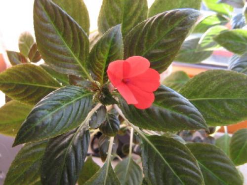 Ванька мокрый зимовка. Описание растения