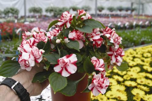 Бальзамин, как выглядит. Бальзамин