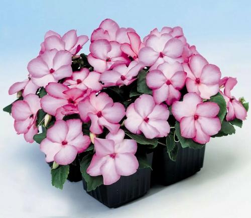 Бальзамин, как выглядит. Бальзамин