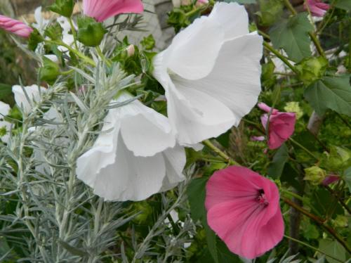 Лаватера посев под зиму. Этот цветок, похожий на мальву, можно посеять под зиму –красота все лето обеспечена 02