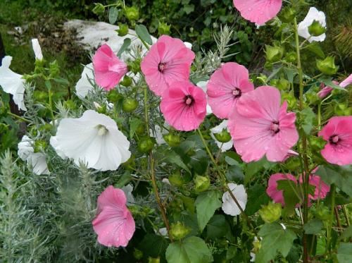 Лаватера посев под зиму. Этот цветок, похожий на мальву, можно посеять под зиму –красота все лето обеспечена 01