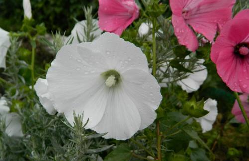 Лаватера посев под зиму. Этот цветок, похожий на мальву, можно посеять под зиму –красота все лето обеспечена
