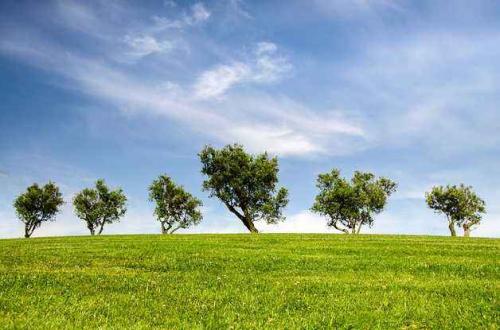 Ученые подсчитали все растения мира 01 Ученые подсчитали все растения мира 01