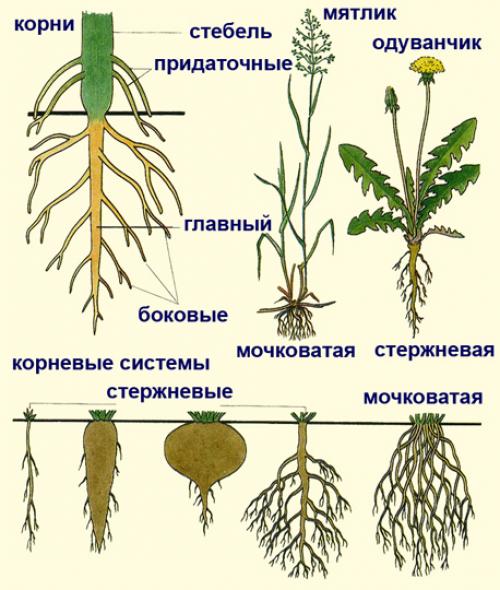 Какие органы имеют цветковые растения.  Вегетативные органы цветковых растений. Корень