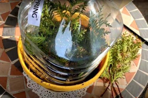 Технология размножения туи черенками осенью. Как размножить тую черенками 06