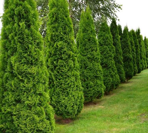 Размножение туи ветками в домашних условиях. Как размножить тую: быстрый и легкий способ