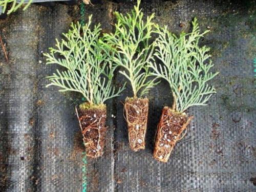 Размножение туи ветками в домашних условиях. Как размножить тую: быстрый и легкий способ