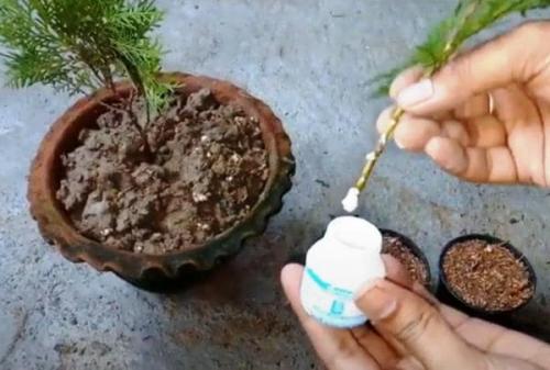 Технология размножения туи черенками осенью. Как размножить тую черенками 04