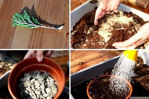 Технология размножения туи черенками осенью. Как размножить тую черенками 03