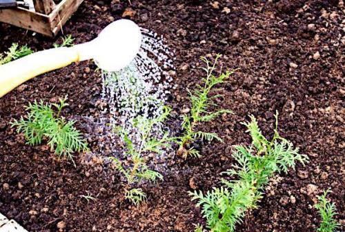 Технология размножения туи черенками осенью. Как размножить тую черенками 08